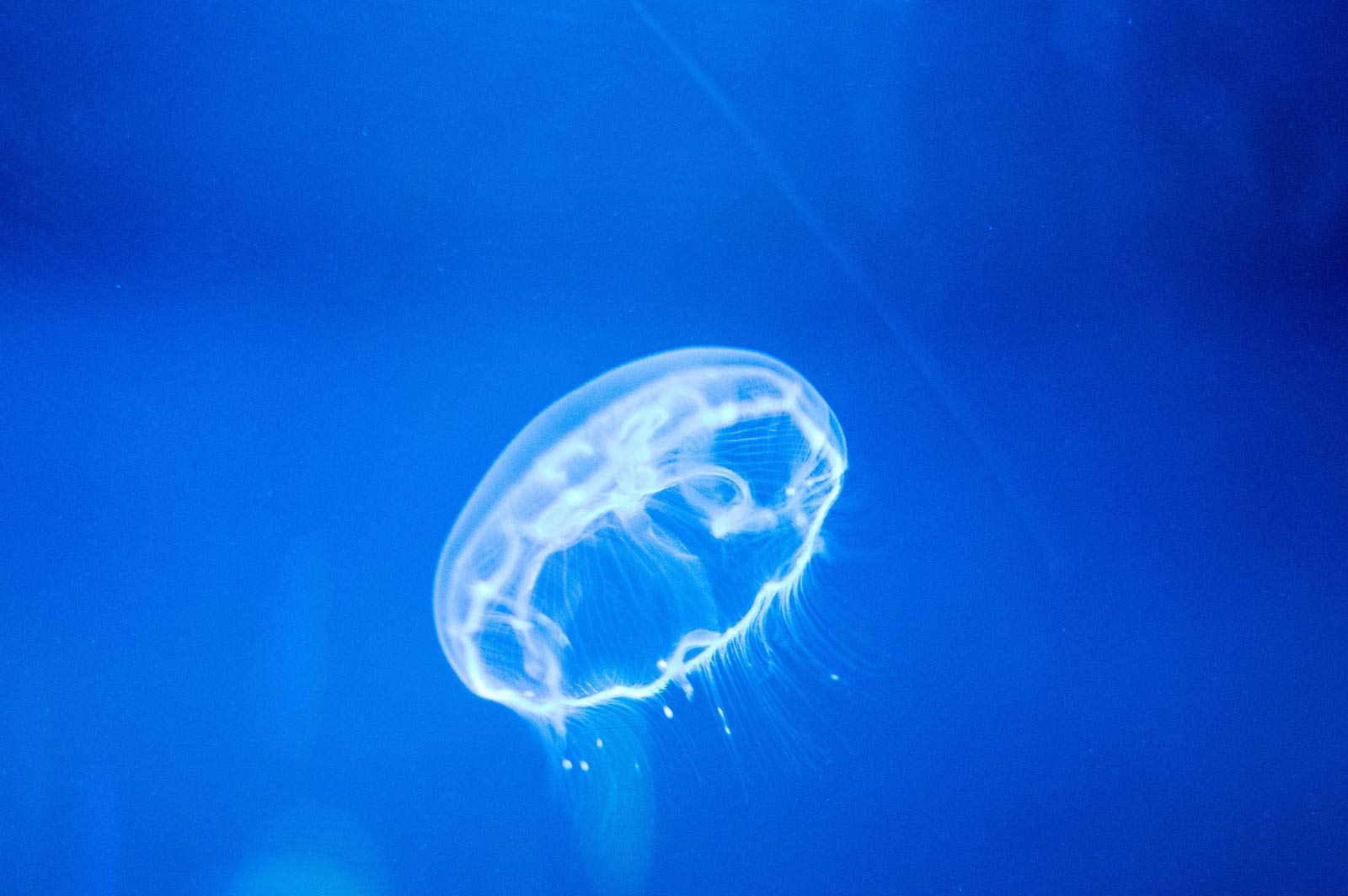 The alluring world of jellyfish